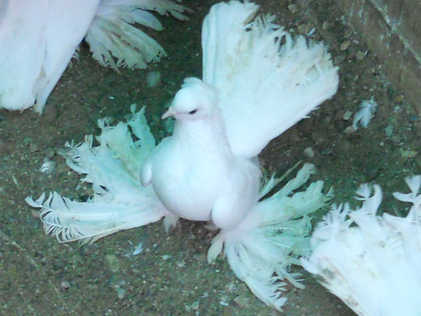 RSCN3543 - SIBERIENI 2017 DE VANZARE