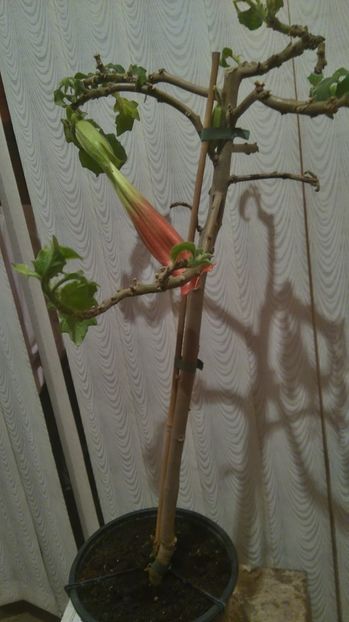  - Brugmansia 2017