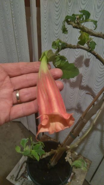 brugmansia cordata red - Brugmansia 2017