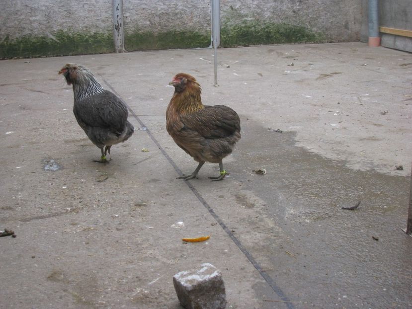  - ARAUCANA ARGINTIU