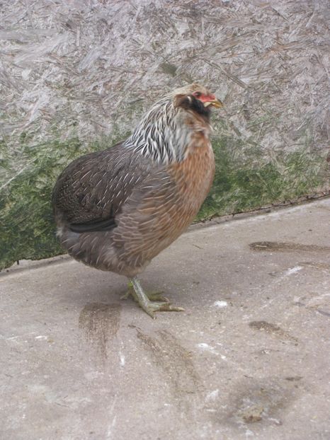  - ARAUCANA ARGINTIU