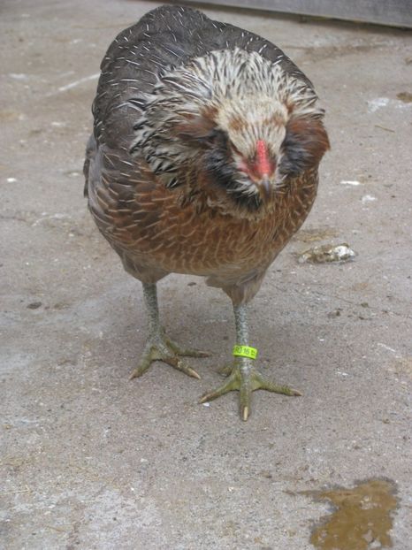  - ARAUCANA ARGINTIU