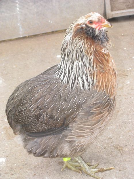  - ARAUCANA ARGINTIU