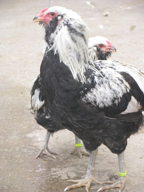  - ARAUCANA ARGINTIU