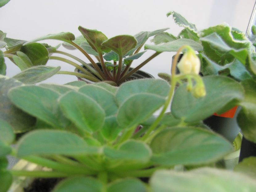  - ZZZAlan-s White Feather