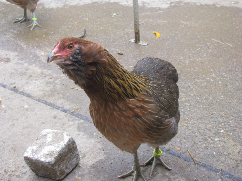  - ARAUCANA GIT AURIU