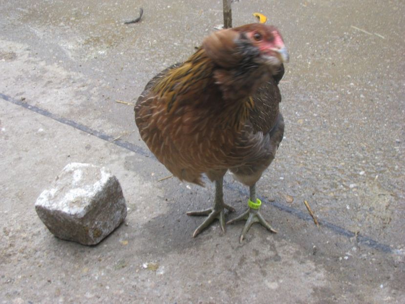  - ARAUCANA GIT AURIU