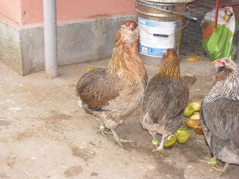  - ARAUCANA GIT AURIU