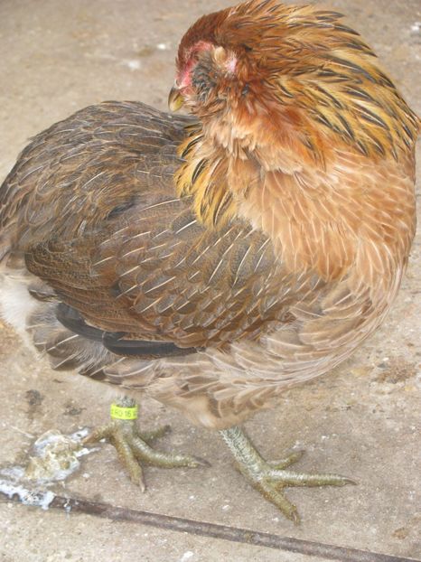  - ARAUCANA GIT AURIU