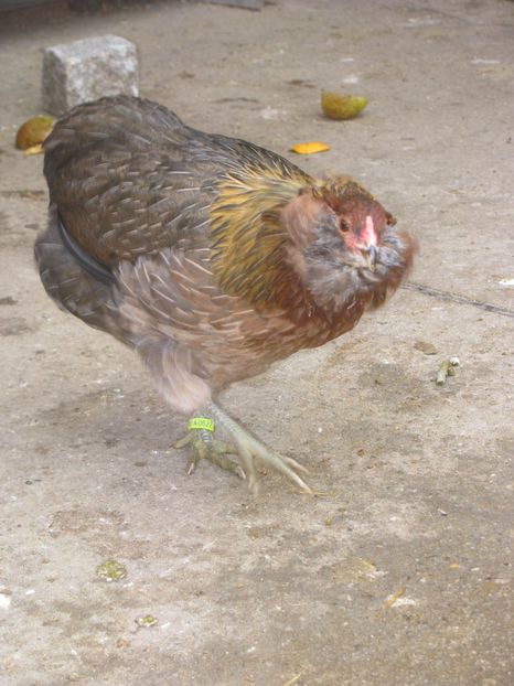  - ARAUCANA GIT AURIU