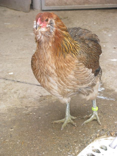  - ARAUCANA GIT AURIU