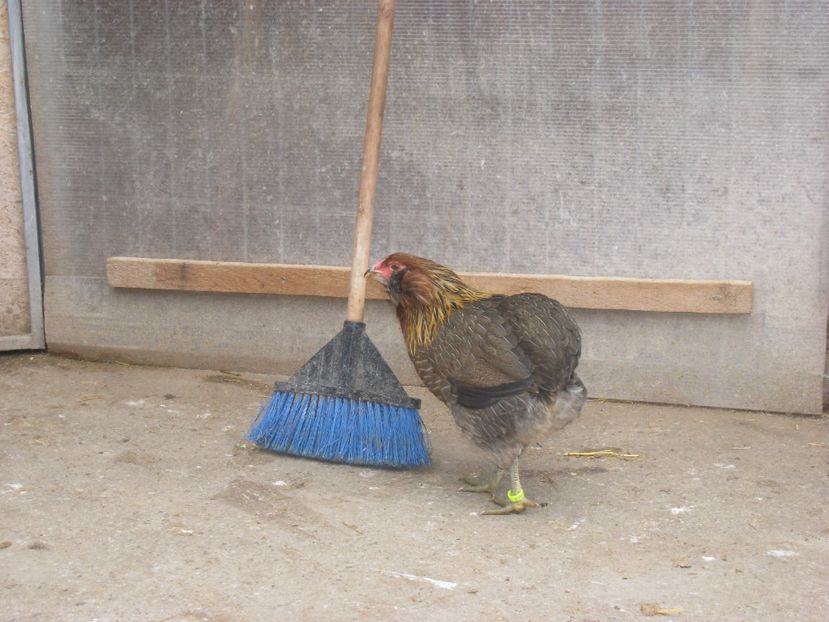  - ARAUCANA GIT AURIU
