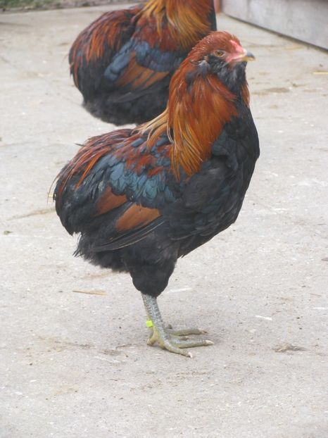  - ARAUCANA GIT AURIU