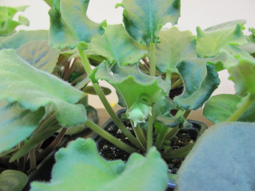  - ZZZLE Vzbitye Slivki