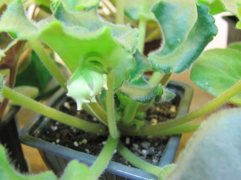  - ZZZLE Vzbitye Slivki