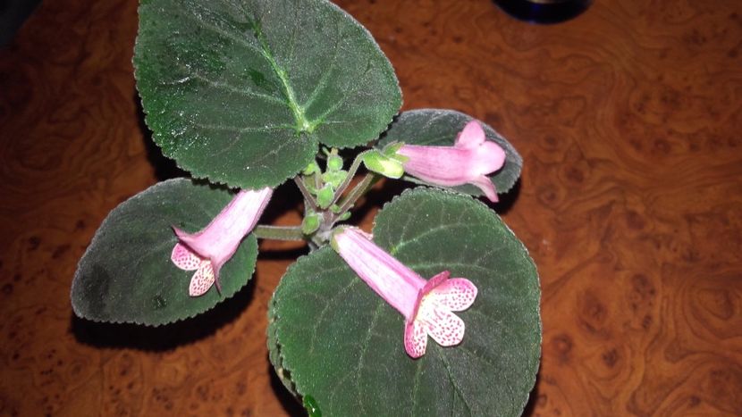 20171215_181223[1] - Smithianta Midvinterljius