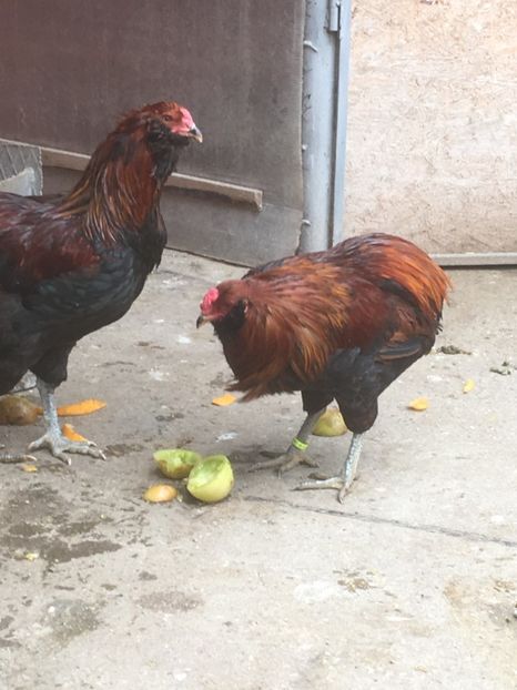  - ARAUCANA SALBATIC