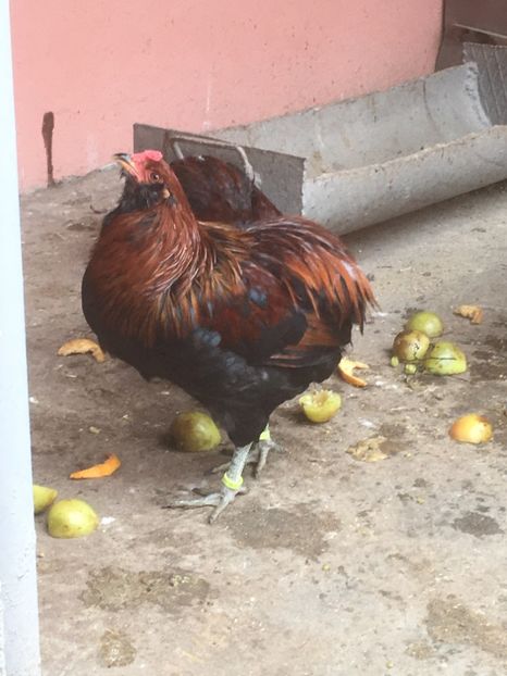  - ARAUCANA SALBATIC