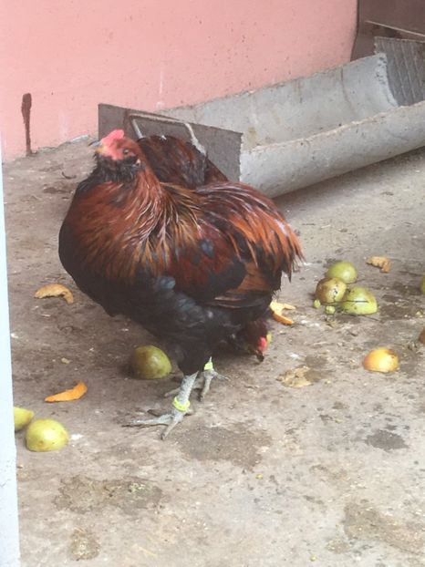  - ARAUCANA SALBATIC