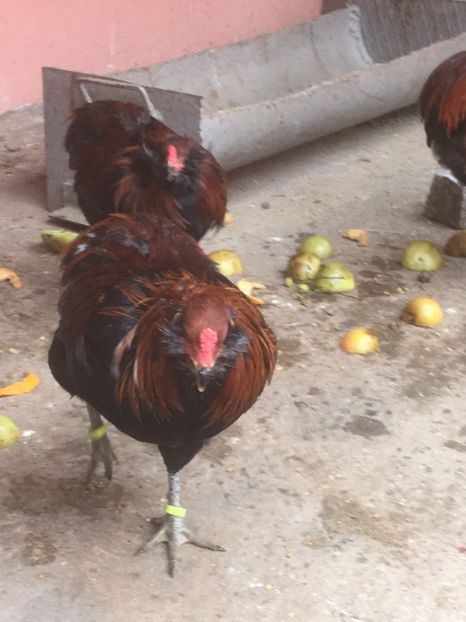  - ARAUCANA SALBATIC