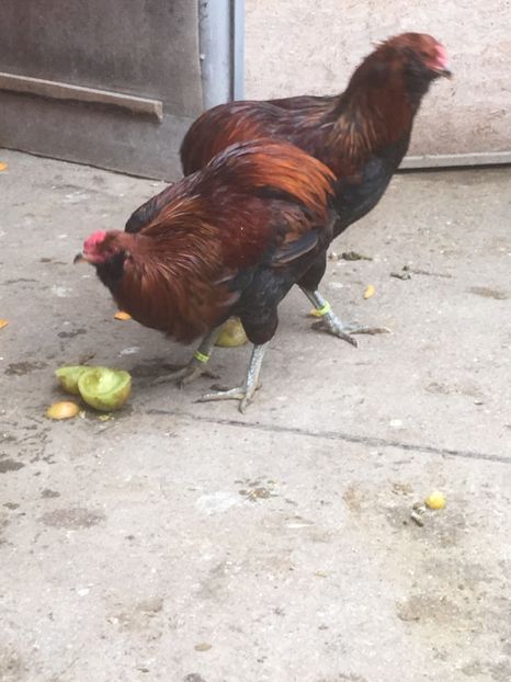  - ARAUCANA SALBATIC