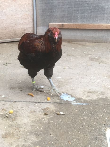  - ARAUCANA SALBATIC