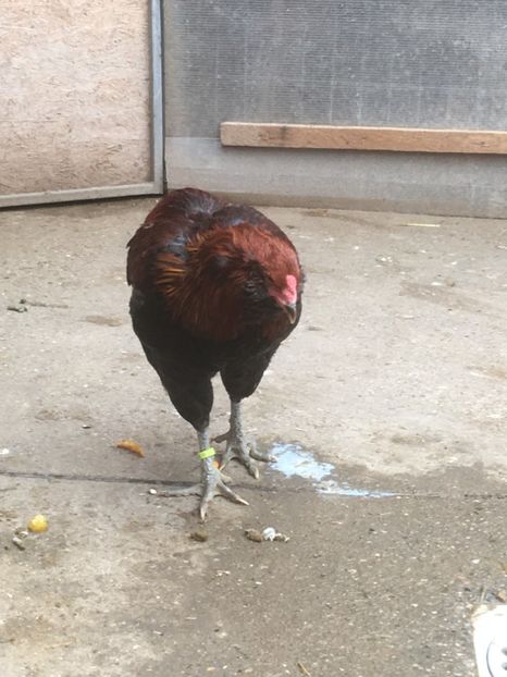  - ARAUCANA SALBATIC