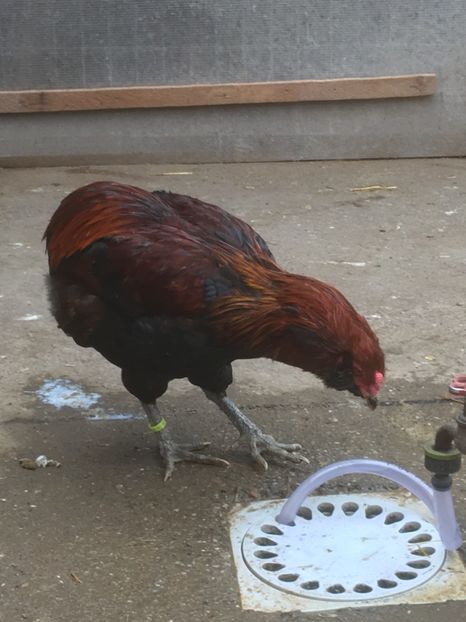  - ARAUCANA SALBATIC