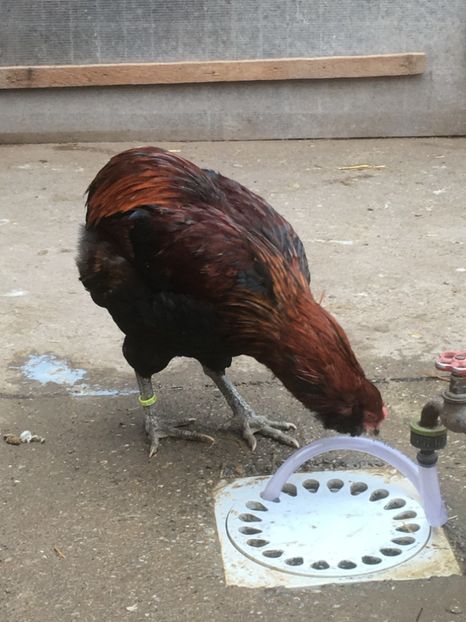  - ARAUCANA SALBATIC