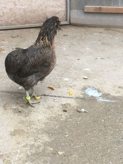  - ARAUCANA SALBATIC