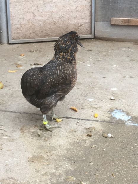  - ARAUCANA SALBATIC