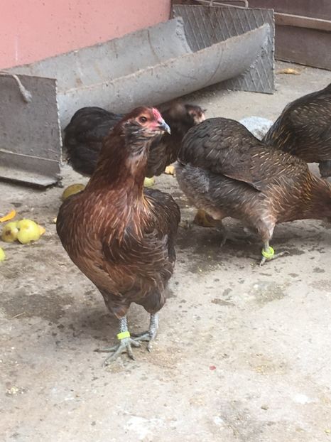  - ARAUCANA SALBATIC