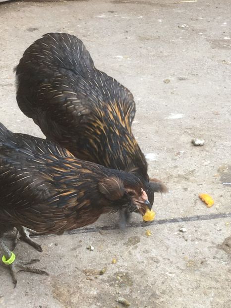  - ARAUCANA SALBATIC