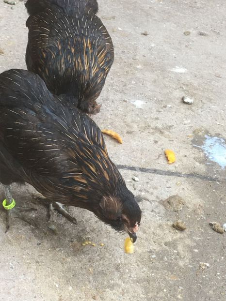  - ARAUCANA SALBATIC