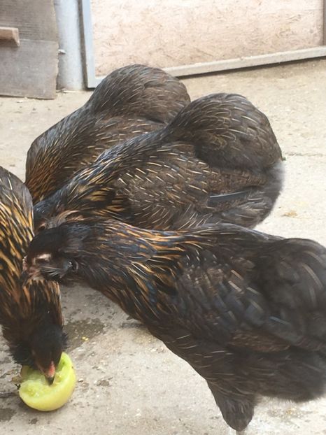  - ARAUCANA SALBATIC
