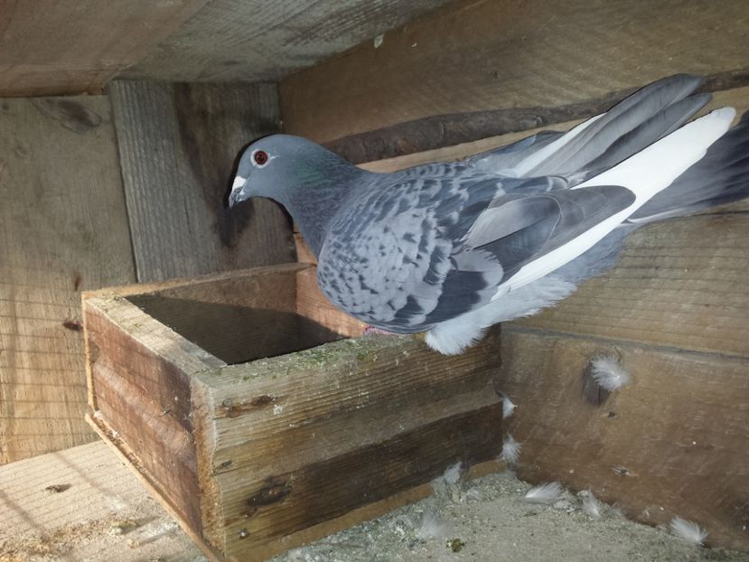 Porumbita de 2012 - PORUMBIȚE-VOIAJOR