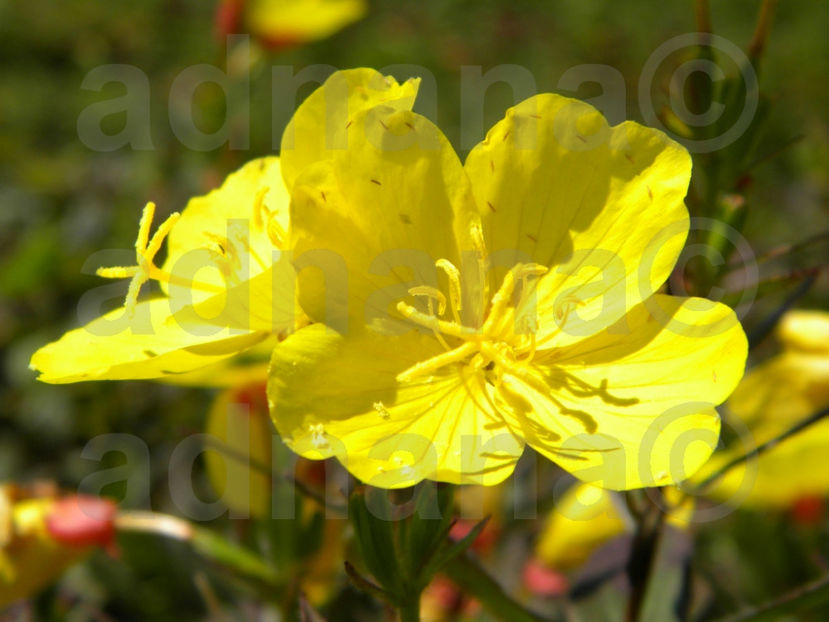  - Oenothera versicolor
