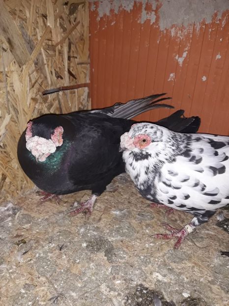 Perechea 1 - Berberi