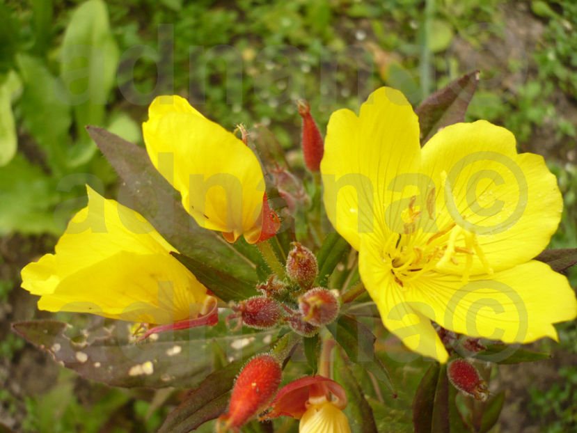  - Oenothera versicolor