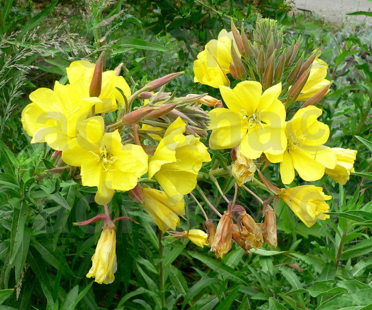  - Oenothera versicolor