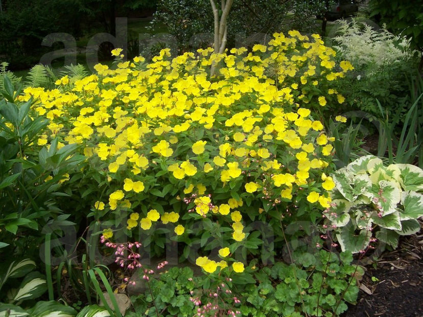  - Oenothera versicolor