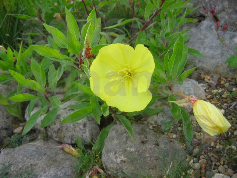  - Oenothera versicolor