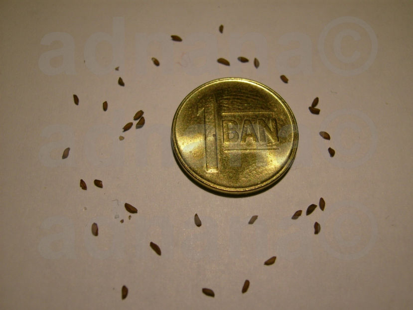  - Oenothera versicolor