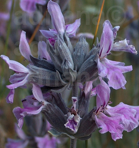  - Nepeta Transcaucasica