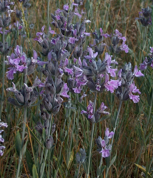  - Nepeta Transcaucasica