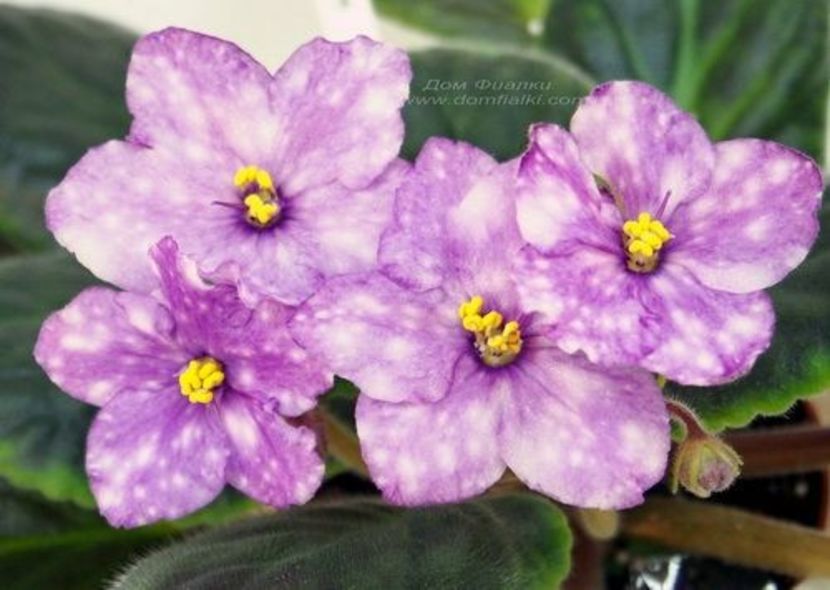 AE Fly to the Moon poza net - ZZ AE Fly To The Moon