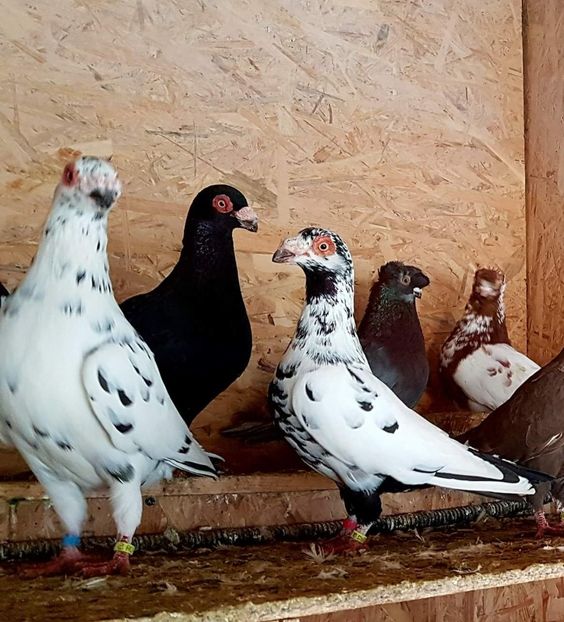  - 23_CARUNCULATI DE ORADEA MATCA-2021