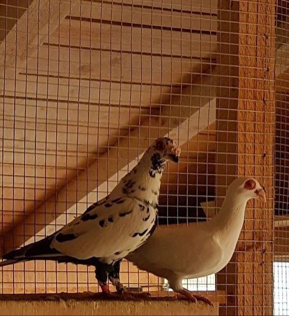  - 23_CARUNCULATI DE ORADEA MATCA-2021