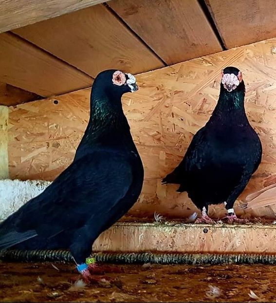  - 23_CARUNCULATI DE ORADEA MATCA-2021