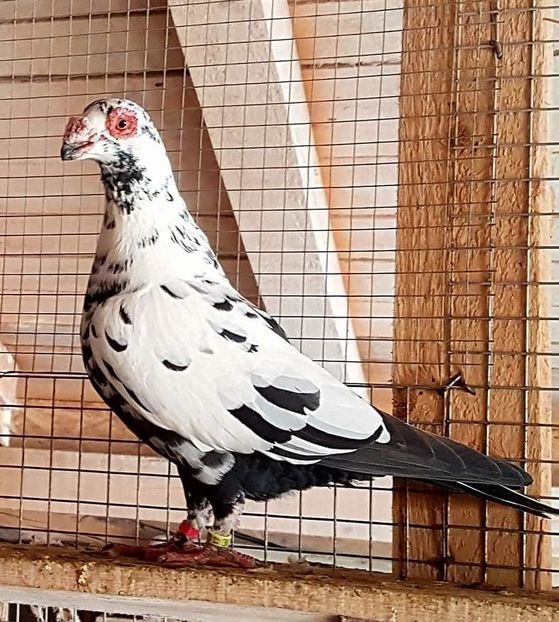  - 23_CARUNCULATI DE ORADEA MATCA-2021